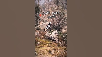 #تلاوة_خاشعة #تلاوة_مؤثرة #حالات_واتس #حالات #إسلام_صبحي #صوت_يريح_القلب #حالات_واتساب #تلاوة_مميزة