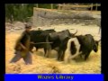 Ancient way of harvesting crops in baltistan
