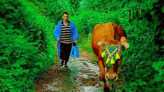 Peace in the Village – Efe Reunites with His Cow, Yazgül | Documentary Film