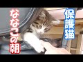 【保護猫】保護した可愛すぎる子猫の朝はこんな感じで始まります【子猫保護/捨て猫/迷い猫】