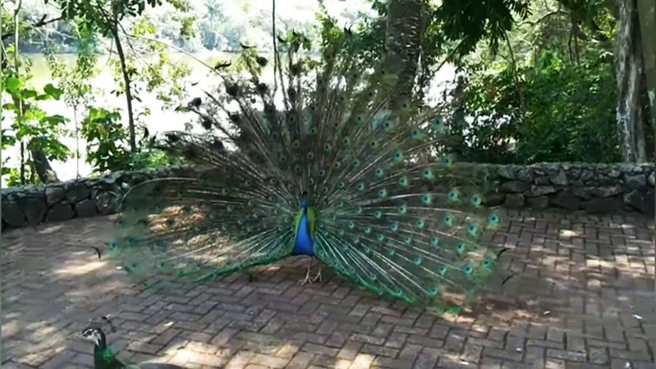 Existe Algum Ritual De Acasalamento Do Pavão