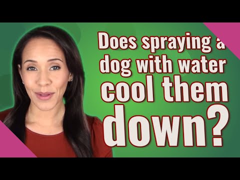 Does spraying a dog with water cool them down?