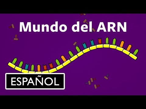 Vídeo: Durant la transcripció i es forma la molècula de ARN?