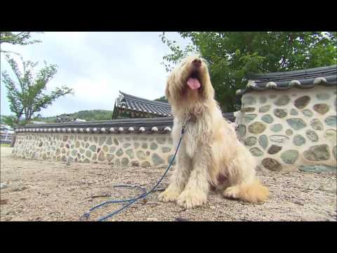Video: Genetisk Mangfold Og Populasjonsstruktur For Sapsaree, En Innfødt Koreansk Hunderase