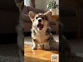 面白すぎる天然動物たちの爆笑リアクション 😂 動物たちの爆笑あくび集 😂 7