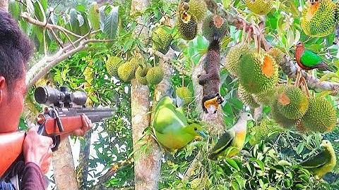 BERBURU BURUNG PUNAI DI POHON LANSIRO HAMA GANAS LO BANGI BUAH DURIAN ratusan punai dan ribuan tupai