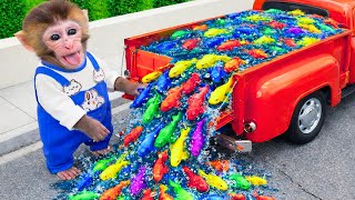 Monyet Milo Imut memancing ikan warna warni di peternakan dan mandi di bak busa