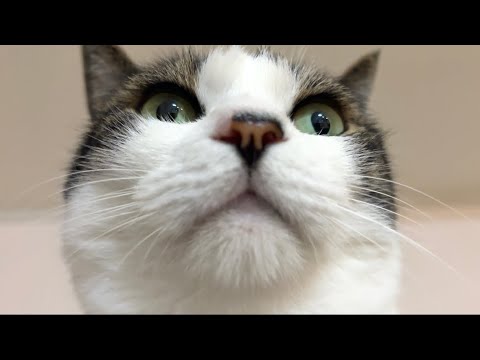 928 猫 YouTube