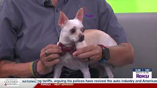 Fashionable Frankie is sweet, quiet as can be