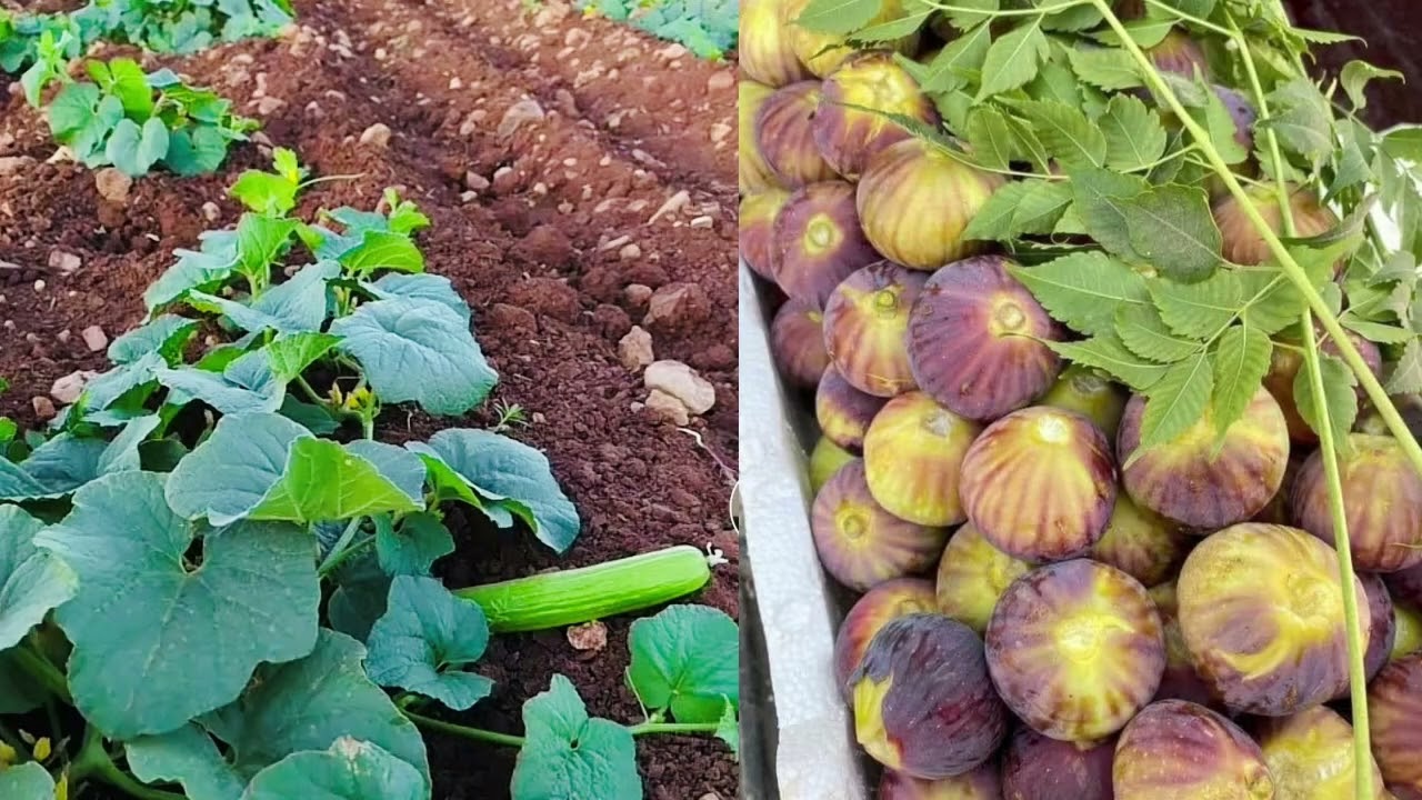 AHLAH (Tur Abdin) - Mashud Elia - Aramaic Song Music 2025