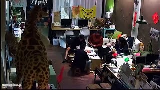 Security Cam Shows Moment Earthquake Hits Taiwan