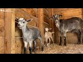 Aarón, Flor y Amaranda | Bebé cabrito juega con la barba de su madre