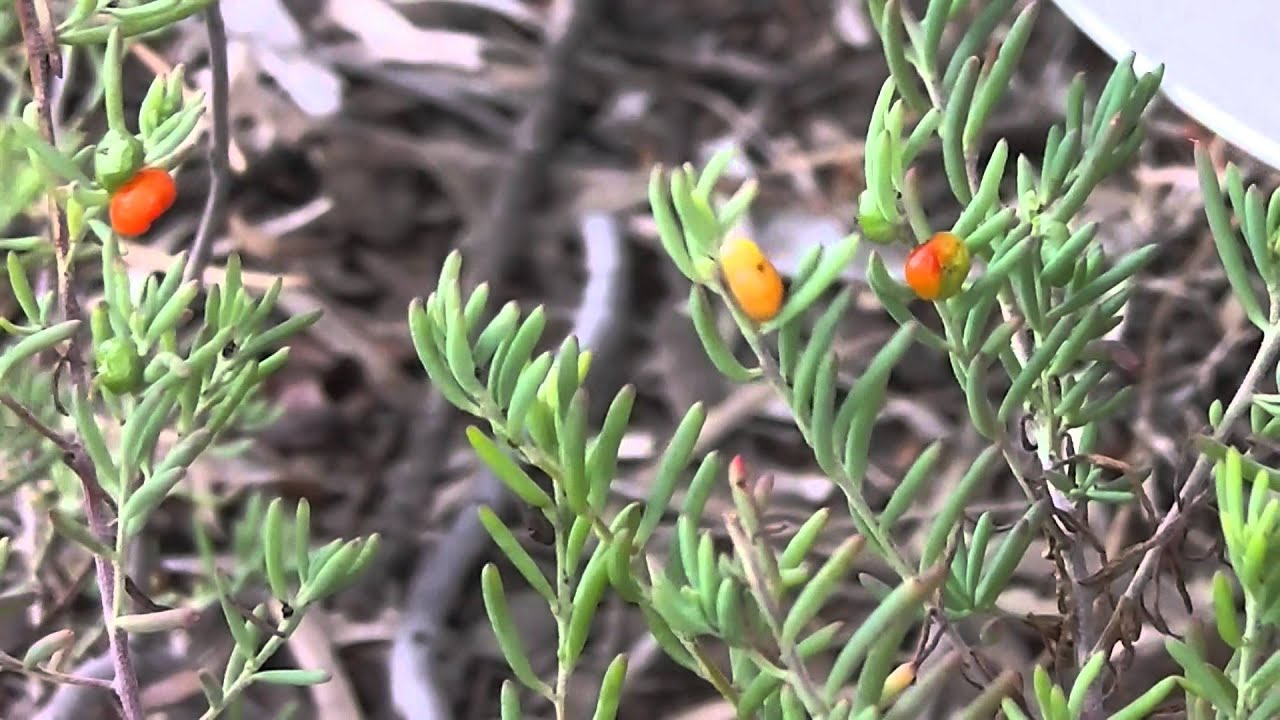 Ruby Saltbush Leaves as Hot Green Vegetable ლ♨ ლ YouTube
