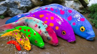 New 💕 FUN VIDEOS OF FISH💕Stop Motion ASMRKoi Fish cloning ability   Koi Fish, Catfish, Crab, Eel