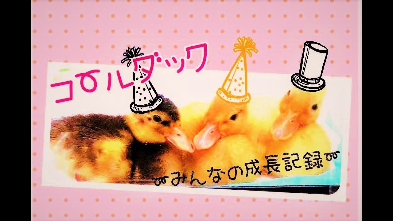 早送りバージョン 世界最小のアヒル コールダック孵化したよ インコとオウムのお部屋 小動物ブリーダー ペットショップ Youtube 早送りバージョン 世界最小のアヒル コールダック孵化したよ インコとオウムのお部屋 小動物ブリーダー ペットショップ Youtube