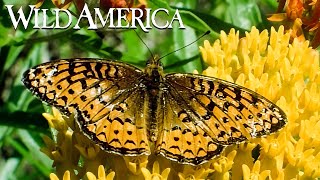 Wild America | S12 E10 Zoom In On Wildflowers | Full Episode HD