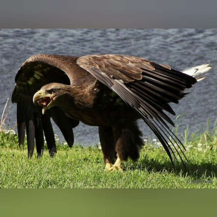 top 5 largest eagle in the world