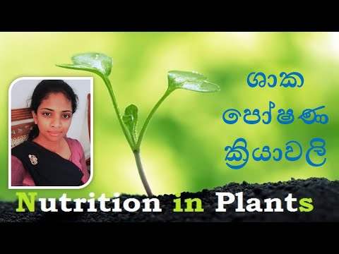 Biology|EP8|ශාක පෝෂණය|Plant2
