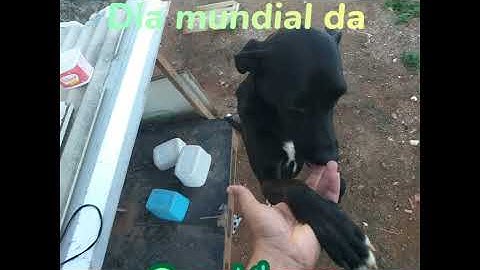 Seja gentil com os animais.