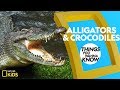 Alligator and Crocodile Knowledge Test