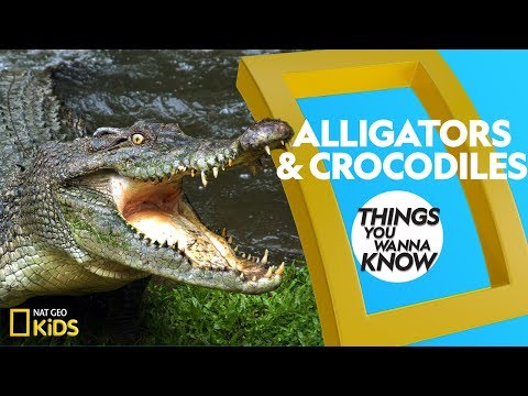 Video: All you need to know about crocodiles. Interesting facts about crocodiles