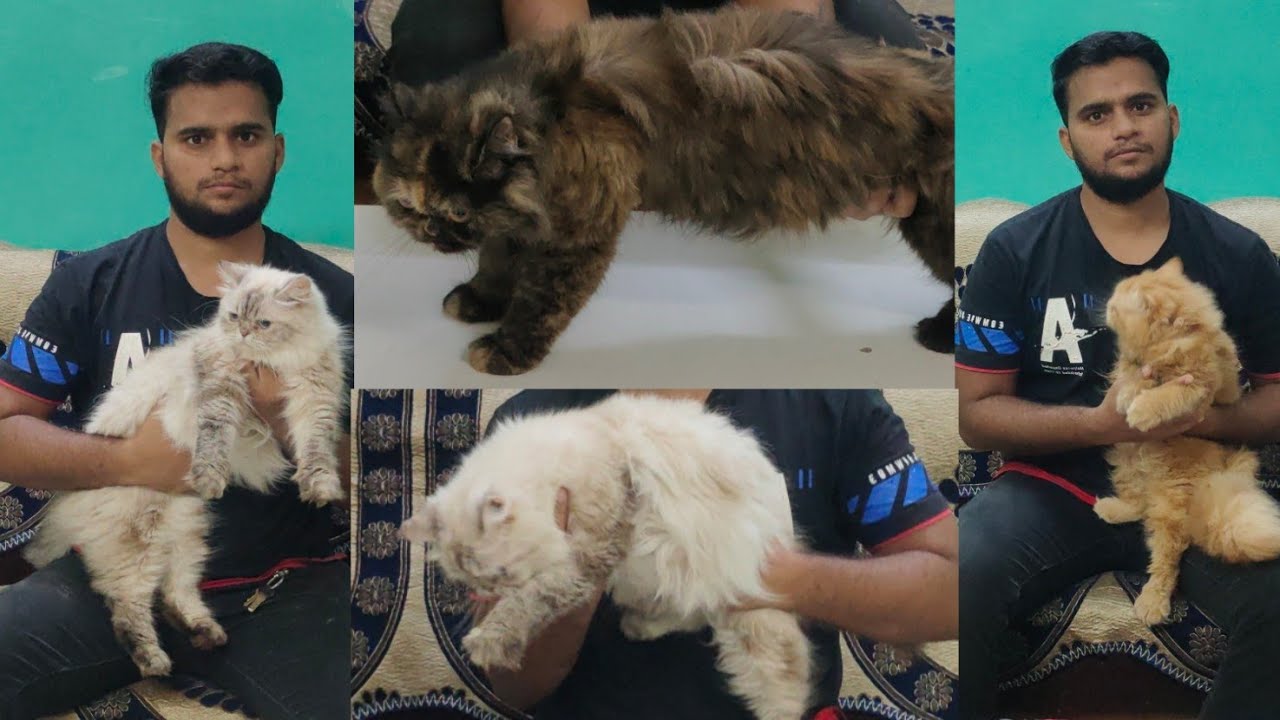 Himalayan cat blue eyes semi adult kittens Persian cats available