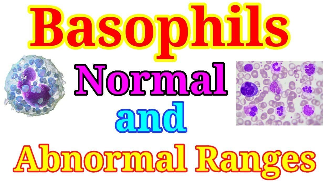 Basophils Normal and Abnormal Ranges YouTube