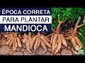 Qual a época correta para plantar mandioca?