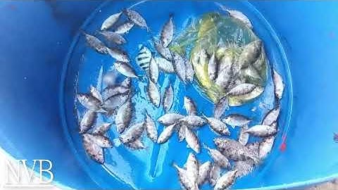 Câu  Cá Biển | Câu Cá Giò Xem Thả Lờ Bên Cảng Cá Đại Lãnh | Người Vùng Biển