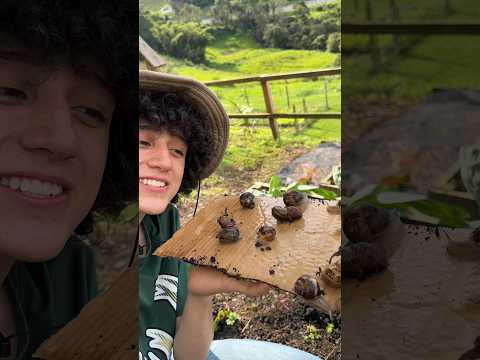 Video: Caracoles terrestres nacionales. Cómo cuidar los caracoles
