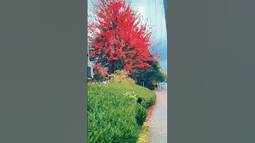A bit rainy today. #fallseason #canadaweather #shortvideo #rain #cold #weather #vancouver