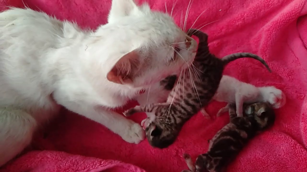 Mom Cat Nursing | Cat Feeding Her 5 Newborn Cute Kittens After Born 2nd