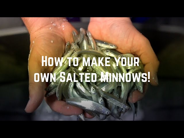How to Salt Your Own Minnows Save Hundreds on Bait!! 