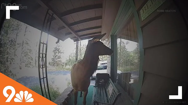 In Other News: Curious elk visits Kittredge home, ...