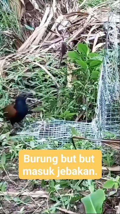 jebakan burung bubut #burungbubut #jebakanburung