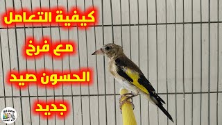 كيف تتعامل مع فرخ الحسون صيد جديد عند شراءه