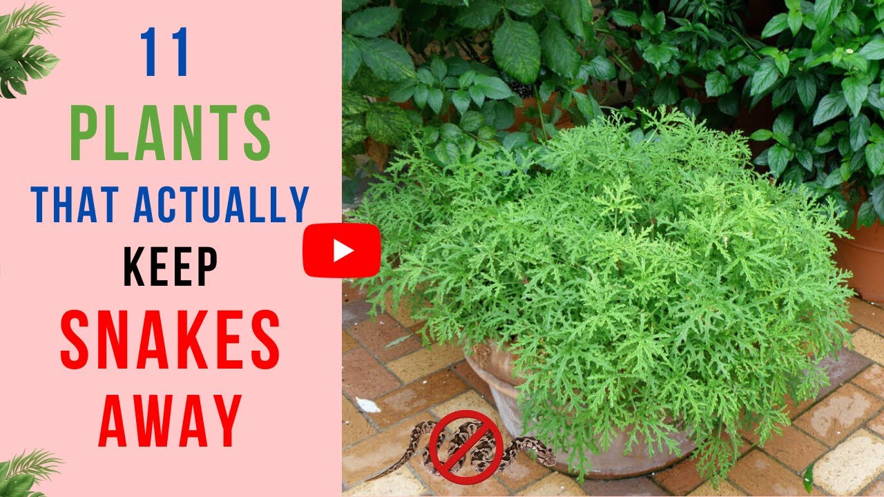 11 Plants That Actually Keep Snakes Away | Best Snake Repellent Plants
