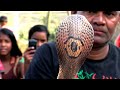 Monocled Cobra Snake Rescue From: Ichhapur, Bhadrak, Odisha