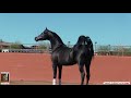The superb Black Arabian stallion: Spades LRA.