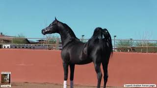 The superb Black Arabian stallion: Spades LRA.