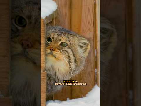 Красивый пушистик МАНУЛ (семейство кошачьих) #shorts #дикиеживотные #shortvideo #природа #манул