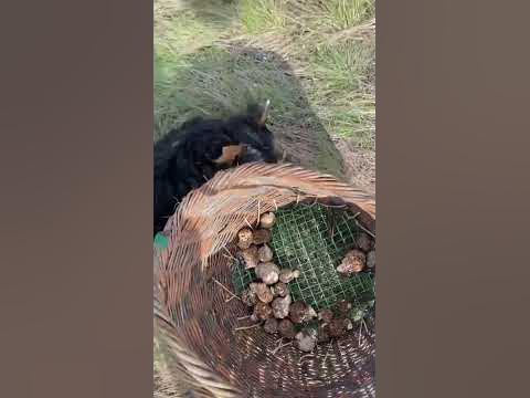 Сезон сморчков - YouTube