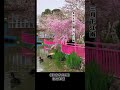 美景欣赏!江南晓园又逢春,只见鲜花不见人(故人)!@美景@旅游@中国江南#美景#旅游#江南#shorts