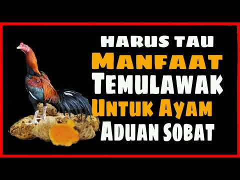Manfaat Temulawak Putih Untuk Ayam Aduan