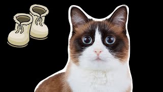 雪鞋貓百科 來認識這只穿著白靴子的貓咪