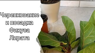 Черенкование фикуса лирата