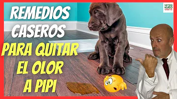 ¿Cómo quitar el olor a pipi rápido?