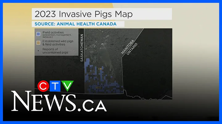 Map showing location of wild pigs in Manitoba