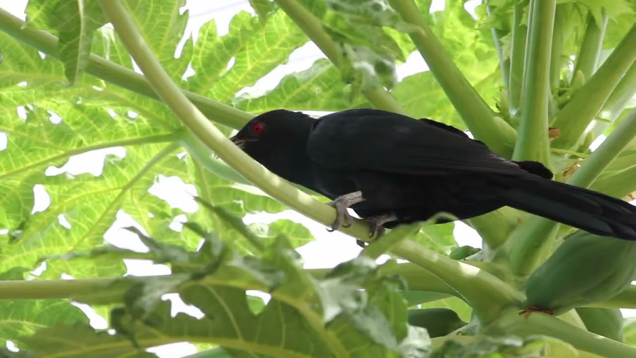 Asian koel sound
