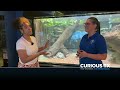 Curious Texas investigates animals lurking in Texas' shadows